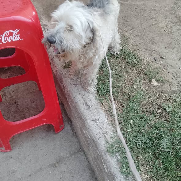 Foto del avistamiento de perro