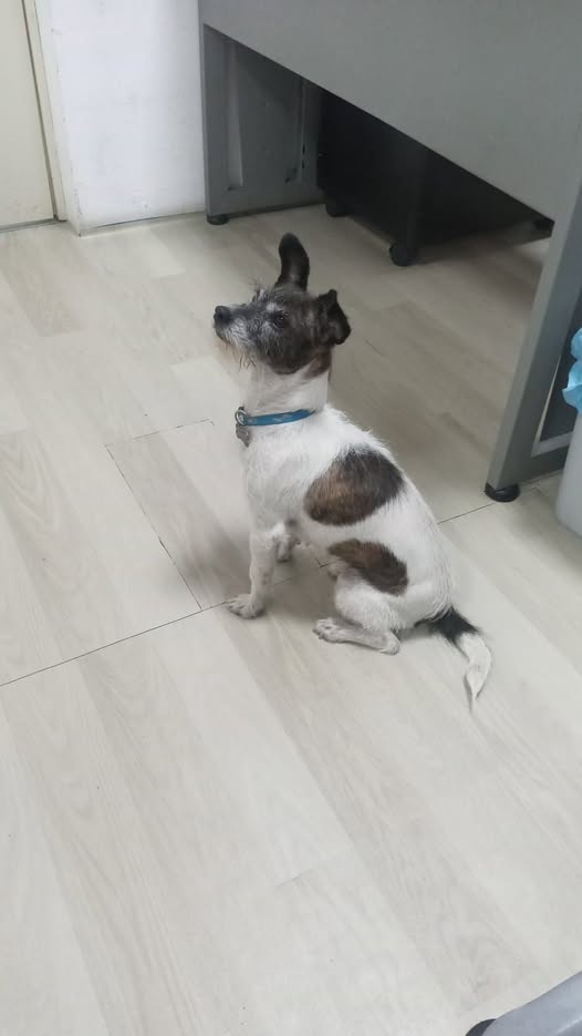 Foto del avistamiento de perro