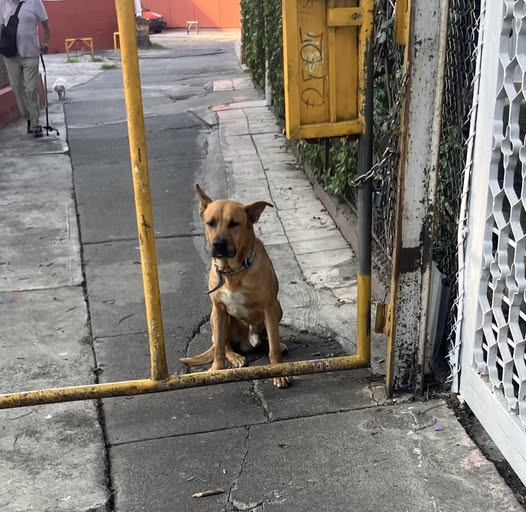 Foto del avistamiento de perro