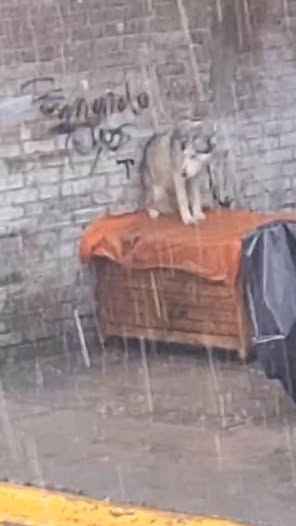 Dog sighting photo