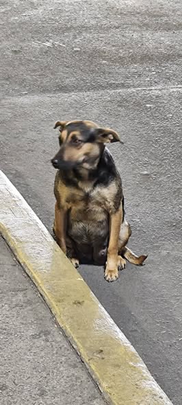 Foto del avistamiento de perro