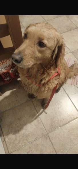 Dog sighting photo