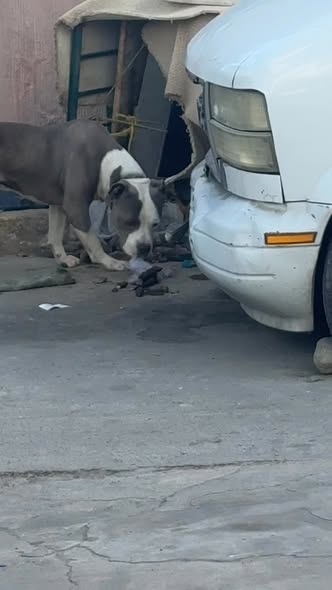 Foto del avistamiento de perro