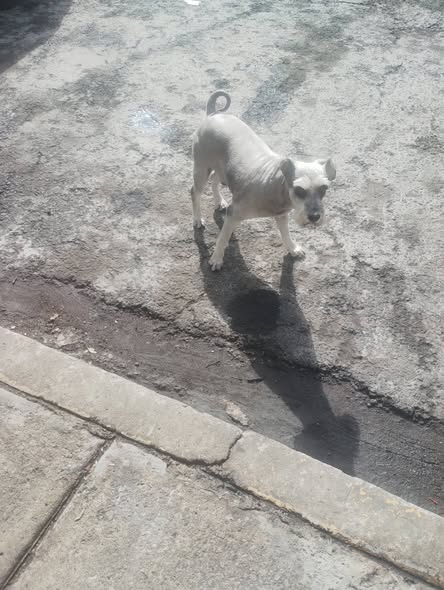 Dog sighting photo