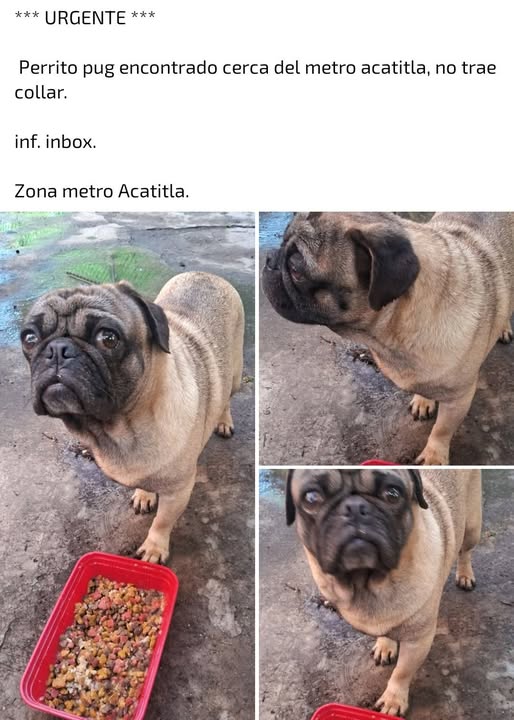 Foto del avistamiento de perro