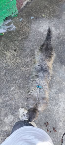 Foto del avistamiento de perro