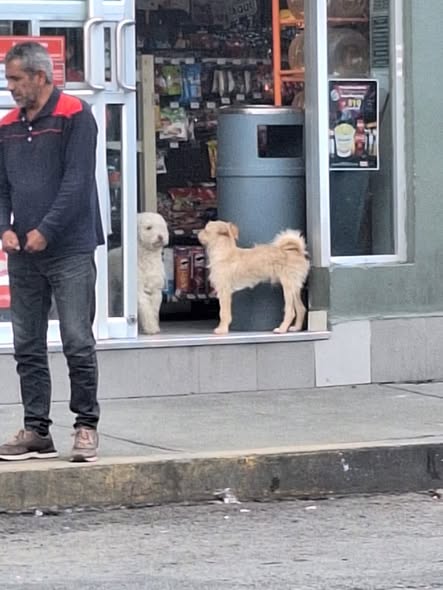 Dog sighting photo