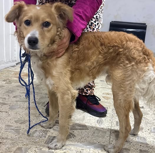 Foto del avistamiento de perro