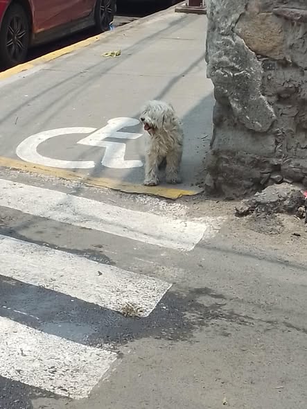 Dog sighting photo