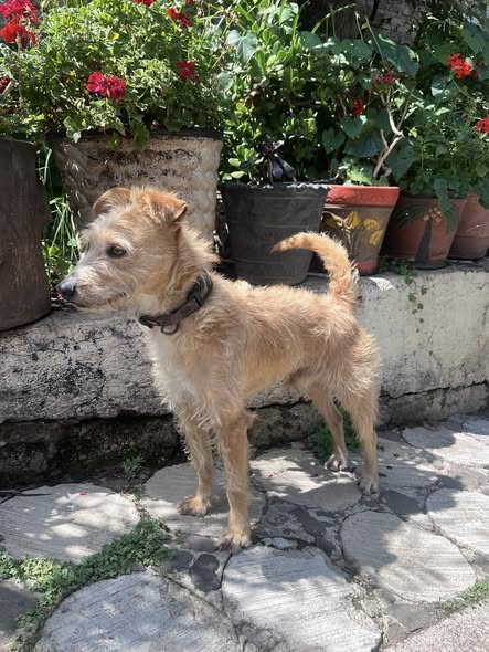 Foto del avistamiento de perro
