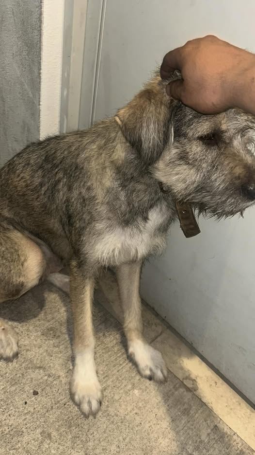 Foto del avistamiento de perro
