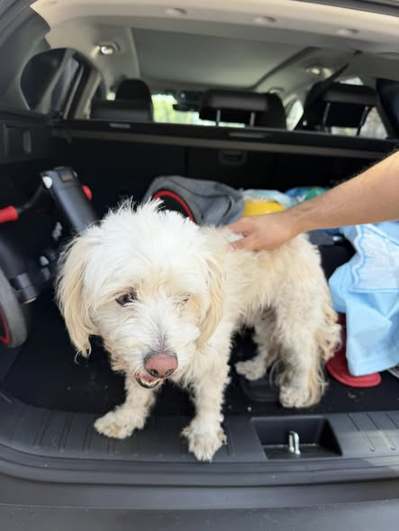 Dog sighting photo