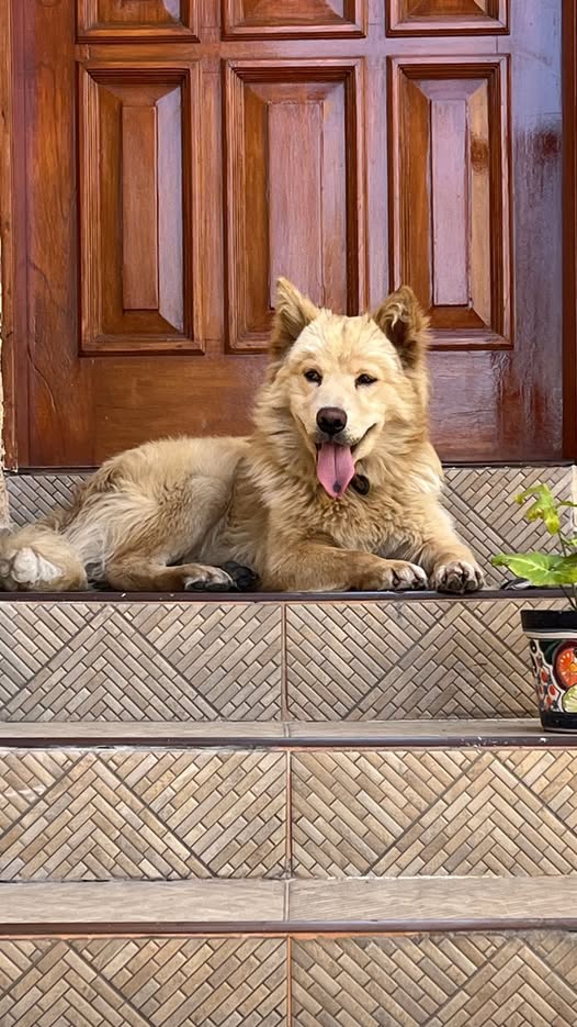 Foto del avistamiento de perro