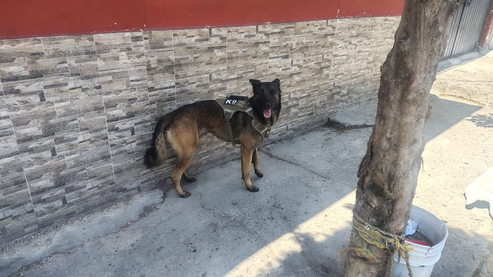 Dog sighting photo