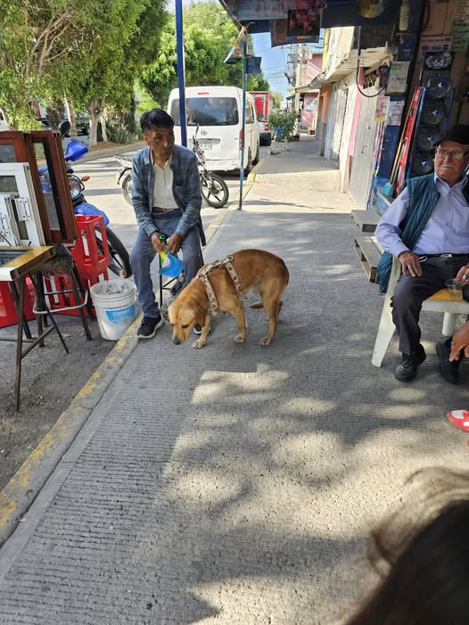 Foto del avistamiento de perro
