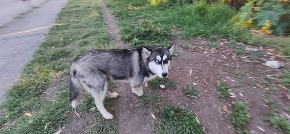 Dog sighting photo