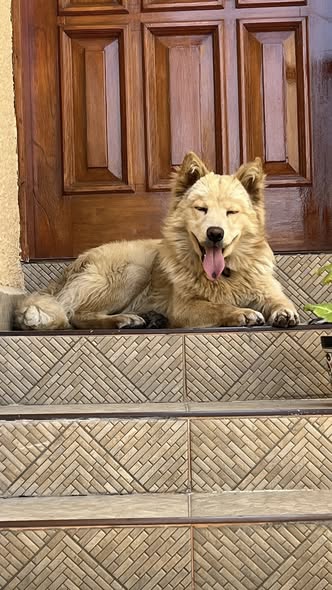 Foto del avistamiento de perro