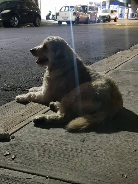 Dog sighting photo
