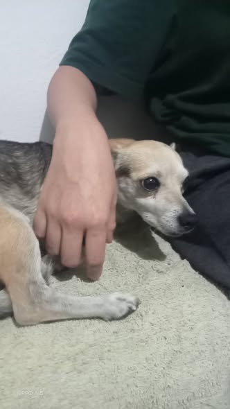 Foto del avistamiento de perro