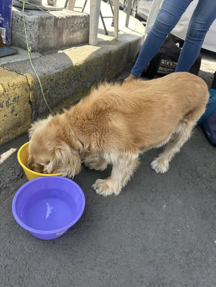 Dog sighting photo