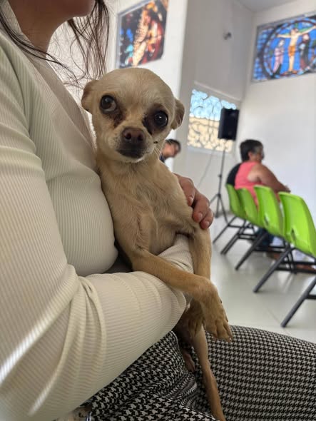 Dog sighting photo