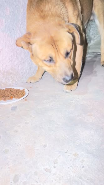 Foto del avistamiento de perro