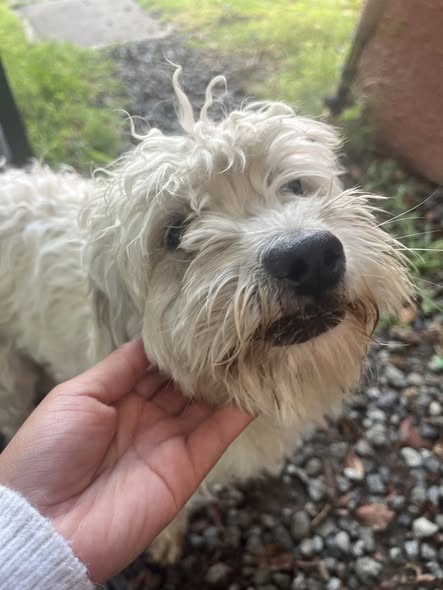 Dog sighting photo
