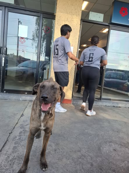 Foto del avistamiento de perro
