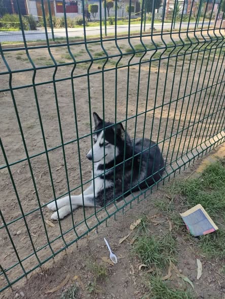 Foto del avistamiento de perro