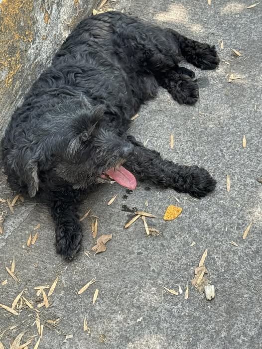 Foto del avistamiento de perro