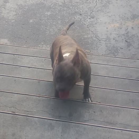 Foto del avistamiento de perro