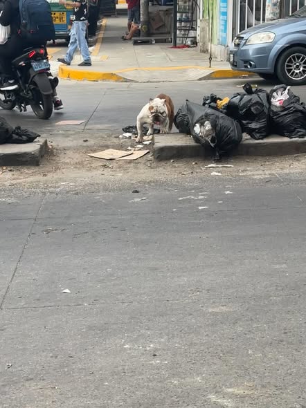 Dog sighting photo