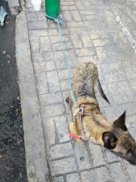 Dog sighting photo