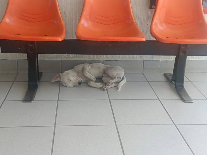 Foto del avistamiento de perro