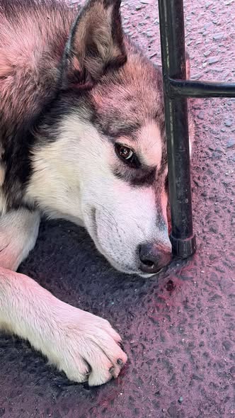 Dog sighting photo