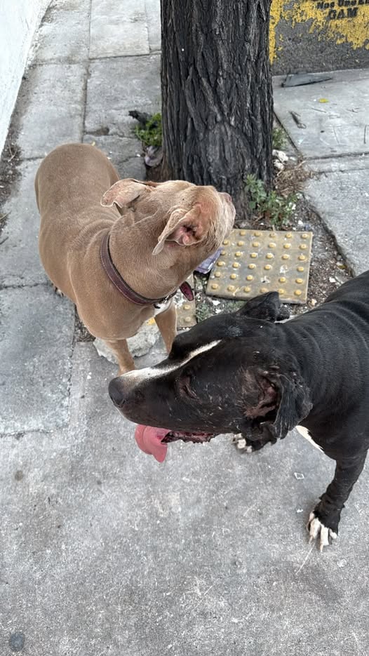 Foto del avistamiento de perro