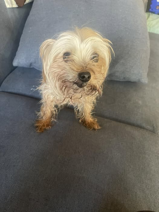 Foto del avistamiento de perro