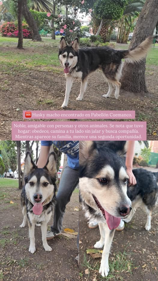 Dog sighting photo