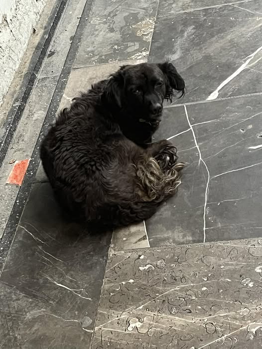 Dog sighting photo