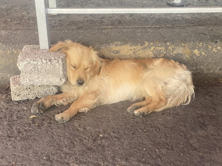 Foto del avistamiento de perro