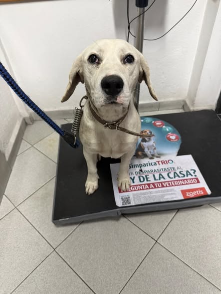Foto del avistamiento de perro