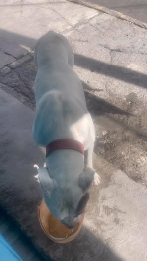Foto del avistamiento de perro