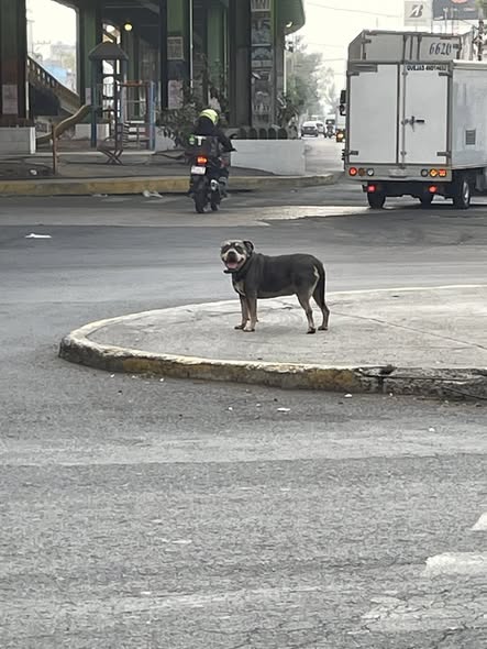 Foto del avistamiento de perro