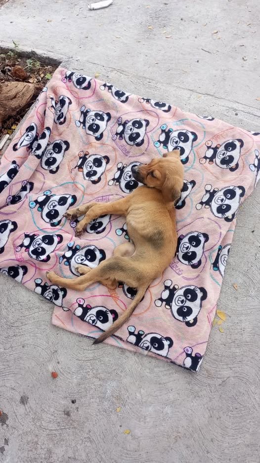 Foto del avistamiento de perro