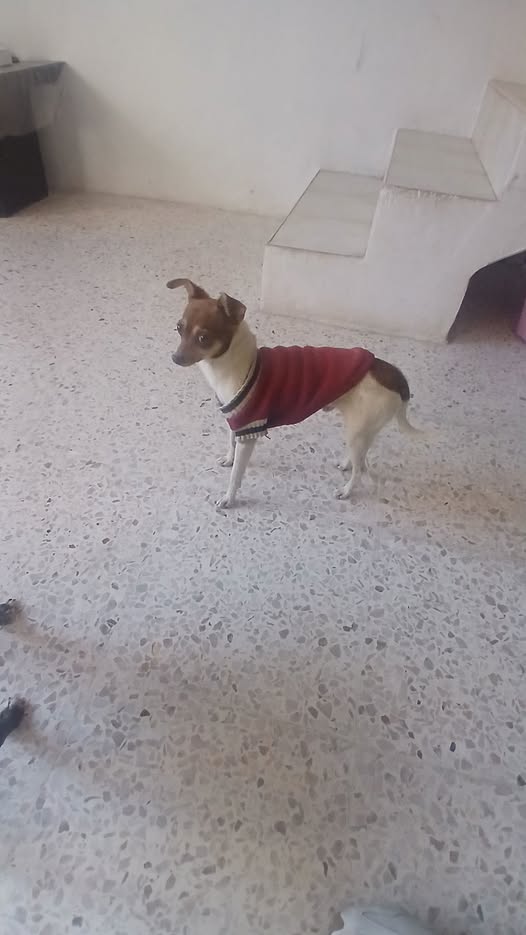 Dog sighting photo