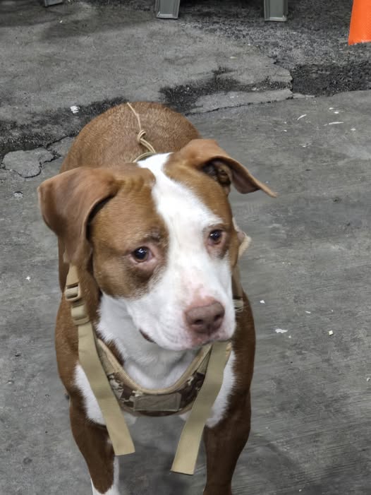 Foto del avistamiento de perro