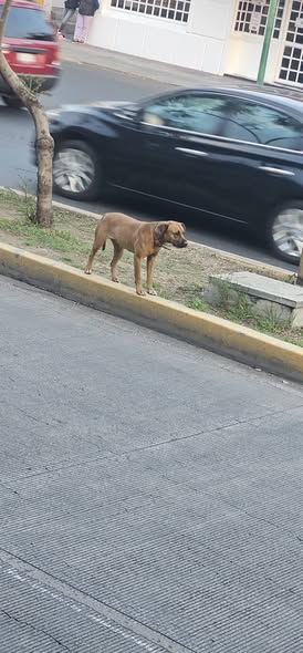 Foto del avistamiento de perro