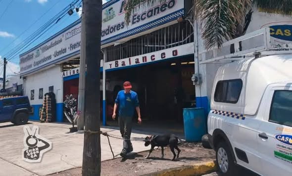 Foto del avistamiento de perro