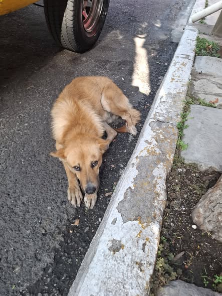 Dog sighting photo
