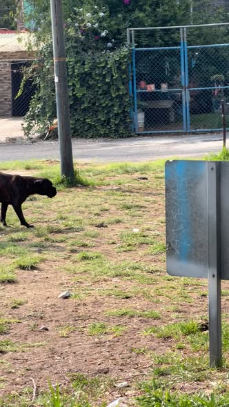 Foto del avistamiento de perro